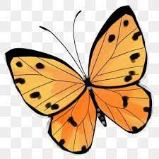 Yellow Butterfly Illustration Butterfly Clipart Winged Butterfly Yellow Butterfly Png Transparent Clipart Image And Psd File For Free Download Butterfly Illustration Butterfly Background Butterfly Clip Art
