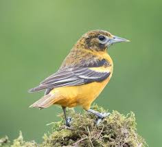 Birds That Look Like Orioles Baltimore Oriole Female Baltimore Orioles Birds Orioles Baltimore Orioles