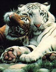 Tigre Bianca E Marone Animals Animals Beautiful Cute Animals