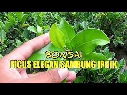 Check spelling or type a new query. Bonsai Ficus Elegan Sambung Beringin Iprik Youtube