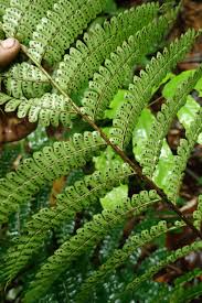 Image result for Didymochlaena truncatula