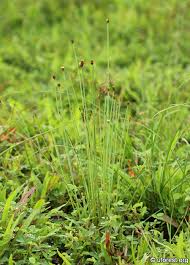 Image result for Eleocharis geniculata