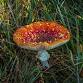 Fabulous Fungi  Guided ID walk event image
