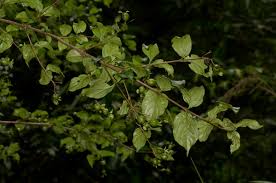 Image result for Heinsia