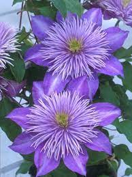 Clematis prefers a full sun to part shade location. Clematis Crystal Fountain Bluestone Perennials