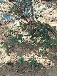 Image result for Maerua prittwitzii