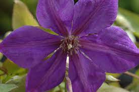 Regular pruning of clematis encourages strong growth and flowering and keeps the growth in check. Semu Clematis Semu Online Kaufen