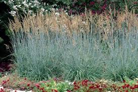 Image result for Sorghastrum