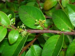 Image result for Phyllanthus manicaensis