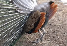 Bird Without Tail Feathers Shake Those Tail Feathers A Peacocks Behind Farm Photography Tail Feathers Animals