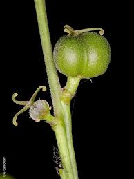 Image result for Alchornea occidentalis