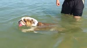 Some bulldogs can swim, and others have a very difficult time. Swimming English Bulldog In The Sea Youtube