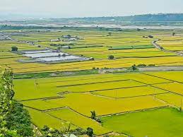 遊記 台中市外埔區 2020 11 13現況 台中外埔忘憂谷 大地拼布之金黃稻浪美景 季節限定美景 波斯菊花海 與忘憂巴士一起忘憂 賞花秘境 外埔粉紅薑荷花花海 ig fb熱門打卡景點 位置 怎麼去 路線sop圖 交通 拍攝點 gps座標 風の攝影趣 痞客邦