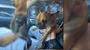 Our french bulldog puppies for sale come from either usda licensed commercial breeders or hobby breeders with no more than 5 breeding mothers. Largo Police Find French Bulldog Puppy Stolen From Pet Store Wtsp Com
