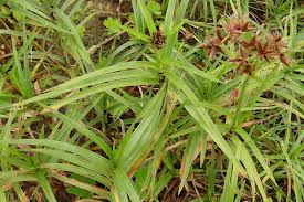 Image result for Pycreus