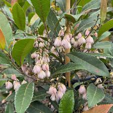 Image result for Annickia ambigua