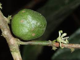 Image result for Leptonychia