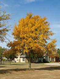Vintage corners, page decorations and dividers. Cedar Elm Tree Dallas Texas Treeland Nursery