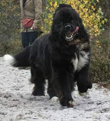 Newfoundland Dog Big Dog Breeds Landseer Dog Newfoundland Dog