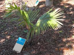 Image result for Acanthophoenix rubra