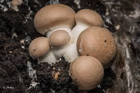 Portobello mushrooms grow best in manure composts rich in nutrients. 7 Easy Steps To Grow Portobello Mushrooms