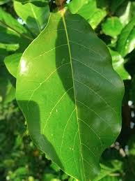 Pada masa ini ramai pengusaha pokok tin menggunakan air daun pokok ketapang dan dicampur dengan media tanaman untuk semaian keratan atau untuk panduan semua bersama ini saya cerita sedikit berkenaan pokok ketapang dan cara penyediaan air daunnya dalam pembiakan pokok tin. Pretty Nature Pokok Ketapang Merupakan Sejenis Tumbuhan Facebook