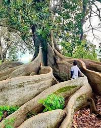 Image result for Ceiba pentandra