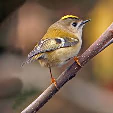 Birds Chirping In The Morning Meaning Goldcrest Explore Pet Birds Beautiful Birds Colorful Birds