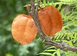 Image result for Erythrophysa