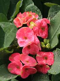 Image result for Euphorbia lissosperma
