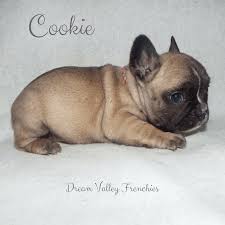 2 coco boys, 1 coco girl. French Bulldog Colors Dream Valley Frenchies