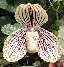 Image result for Paphiopedilum