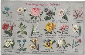 the language of flowers flower meanings language of