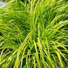 Japanese Sedge Grass Everillo Carex Oshimensis Close Up Of Golden Green Foliage Ornamental Grasses American Meadows Shade Plants