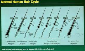 A hair follicle drug test detects the presence of drug metabolites. Hair Loss Dermnet Nz