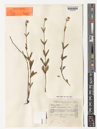 Image result for Centemopsis