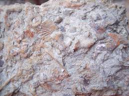 We did not find results for: Sedimentary Rocks Sedimentary Rocks Sedimentary Rocks Sedimentary Rock