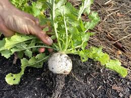 Image result for Brassica rapa