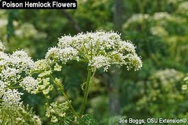 Maybe you would like to learn more about one of these? Poison Hemlock And Wild Parsnip Are Going To Seed In Southern Ohio Bygl