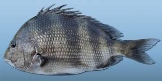 Sheepshead Mississippi Saltwater Fish Profiles From Gcrl