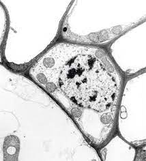 We did not find results for: Rem Tem Images Of Plant And Animal Cells Hampden Academy Biology 2012