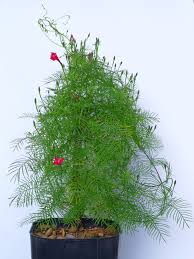 Image result for Ipomoea quamoclit