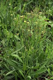 Image result for Launaea cornuta