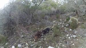 Braccare (cinghiale) fare la caccia al cinghiale in un luogo. Caccia Al Cinghiale In Sardegna Irgoli Localita Talache Youtube