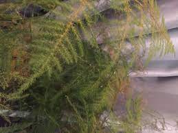 Maybe you would like to learn more about one of these? Asparagus Fern Going Yellow Bbc Gardeners World Magazine