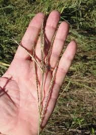 Image result for Ischaemum