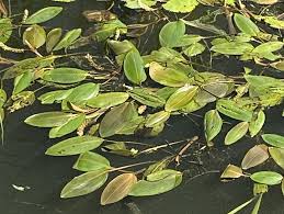 Image result for Potamogeton richardii