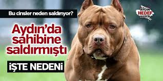 Pitbull Cinsi Kopekler Neden Saldiriyor Iste Nedeni