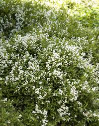 Image result for Deutzia