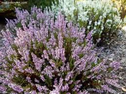 For a more comprehensive introduction to heather growing, a booklet, everyone can grow heathers is available through the heather society at £3.50. How To Grow Daboecia Cantabrica Irish Heath Plant Care Guide